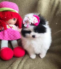Wundersch�ne Mini Pomeranian Zwergspitz