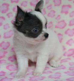 Chihuahua Welpen suchen ihr neues Zuhaus