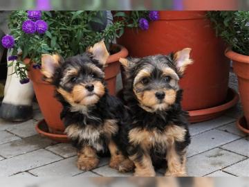 Yorkshire-Terrier Welpen