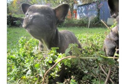 Franz�sische Bulldoggen Welpen - gestr