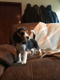 Beagle-Welpen erh?ltlich. 