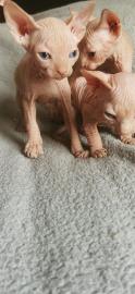 Weibliches Sphynx-K?tzchen whatsapp numm
