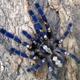Poecilotheria Metallica zum Verkauf