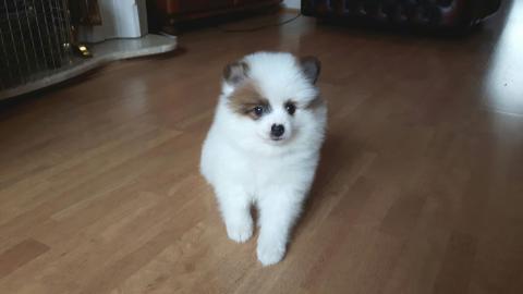 Pomeranian Zwergspitz Welpen