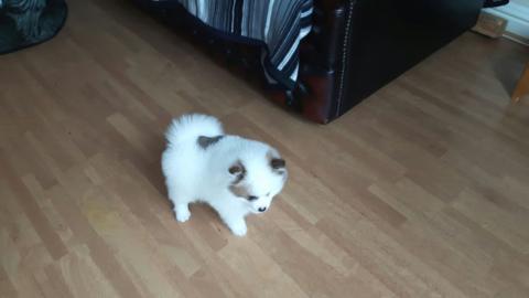 Pomeranian Zwergspitz Welpen