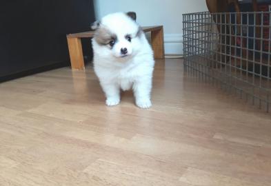 Pomeranian Zwergspitz Welpen
