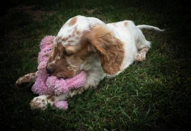 English Setter Welpen