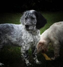 English Setter Welpen