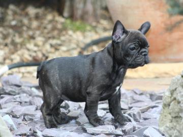 Nette und ruhige Franz�sisch Bulldogge W