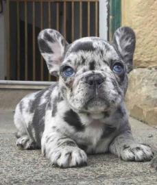Fabelhafte franz?sische Bulldoggen-Welpe