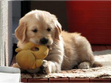 S�sse Wundersch�ne Golden Retriever Welp