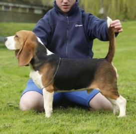 Charmant Beagle-Welpen