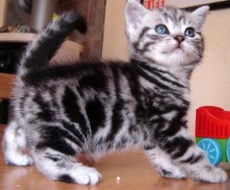 Britisch Kurzhaar Kitten (BKH),,,hgfg