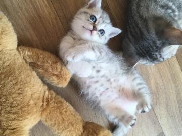 Wundersch�ne BKH Kitten mit Stammbaum
