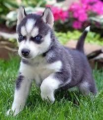 s��e Siberian Husky Welpen zu verkaufen