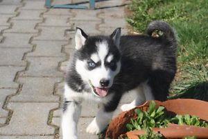 s��e Siberian Husky Welpen zu verkaufen
