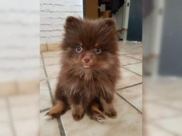 Schoko Choko mini Pomeranian Zwergspitz