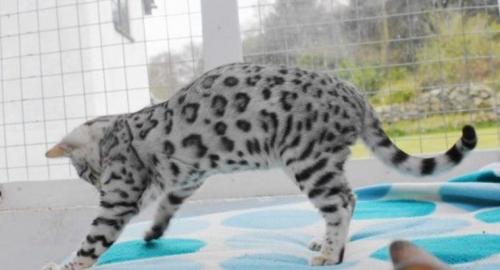 F1 savanne kitten