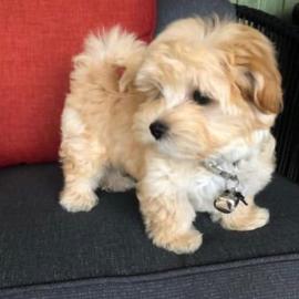 Intelligente Maltipoo-Welpen **KOSTENLOS