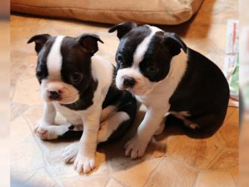 Zuckers��e Boston Terrier