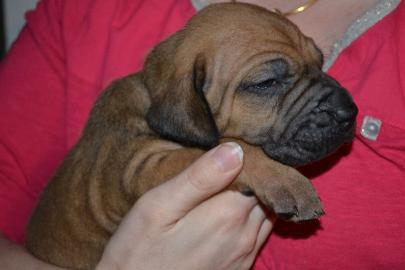 Fila Brasileiro