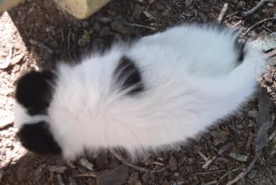 Sch?ne Papillon Welpen