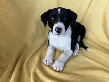 Reinrassige Border-Collie-Welpen
