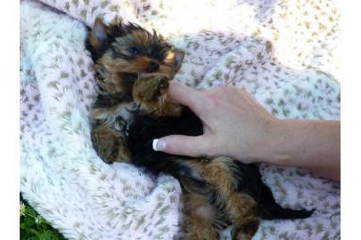 Yorkshire Terrier Welpen  ( kleinbleiben