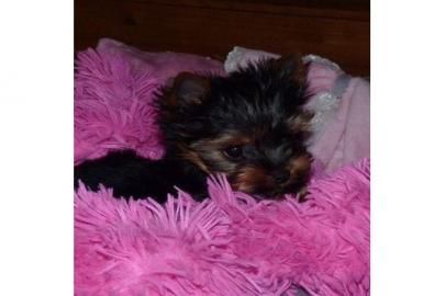 Yorkshire Terrier Welpen  ( kleinbleiben