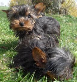 Sehr h�bsche Yorkshire Terrier