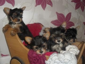 Sehr h�bsche Yorkshire Terrier