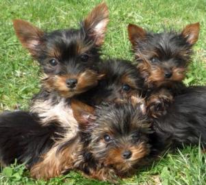 Sehr h�bsche Yorkshire Terrier