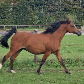 Pr�chtige rein �gyptische Araber-Zuchtst