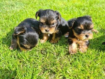 Yorkshire Terrier Welpen VDH