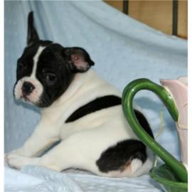 Franz�sische Bulldoggen Welpen