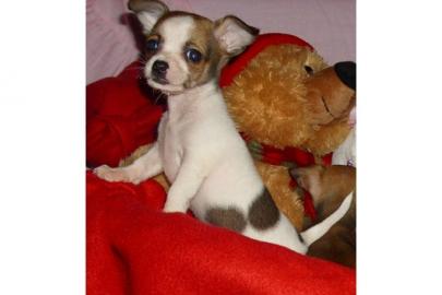 //Chihuahua Babys mini fur 140 euro///