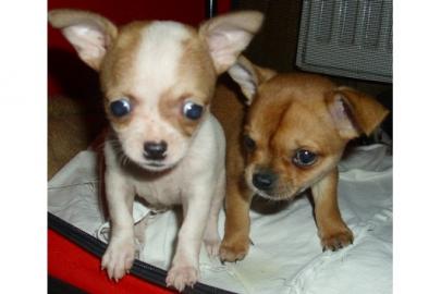 //Chihuahua Babys mini fur 140 euro///