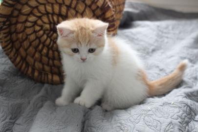 Scottish Fold mit einzigartigem Aussehen