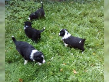 Border Collie Welpen