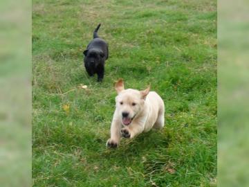 Labradorwelpen  mit Papieren