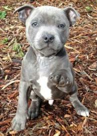 Qualit?t American Staffordshire Welpen B