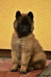 Belgischer Sch�ferhund Tervueren mit Pap