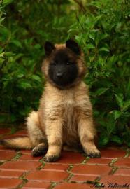 Belgischer Sch�ferhund Tervueren mit Pap