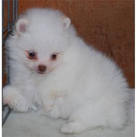 Pomeranian Zwergspitz Welpen