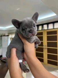 Franz?sische Bulldoggenwelpen