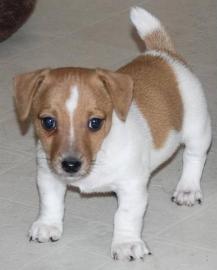 Jack-Russell-Terrier mit Papieren