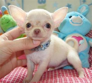 Chihuahua Babys Mini f�r 165