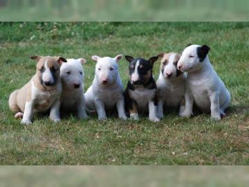 Miniatur Bullterrier Welpen