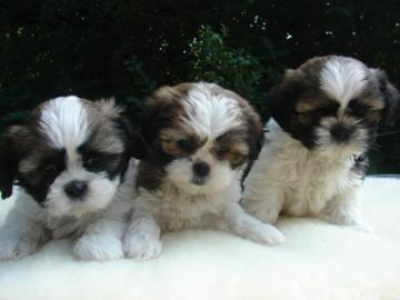 Shih Tzu Welpen! Prima versorgt