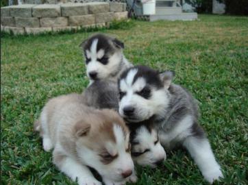 Siberian Husky Welpen